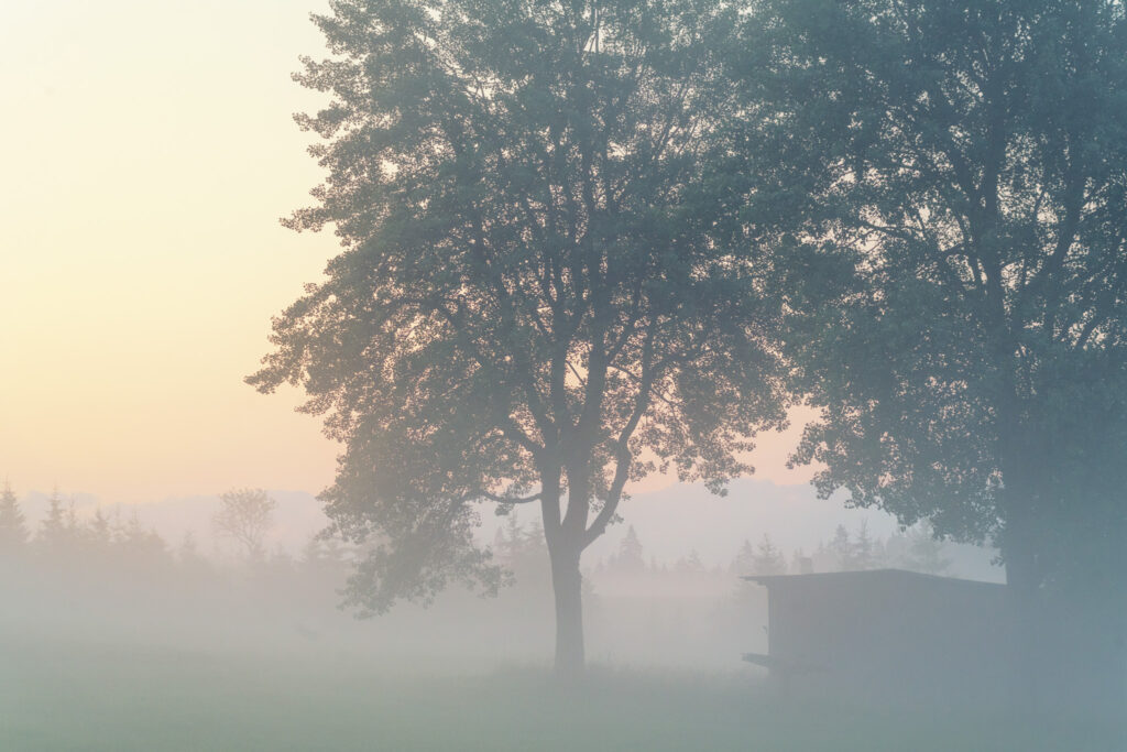 Arbre isolé dans la brume matinale sur un plateau de la région de Karlovy Vary
