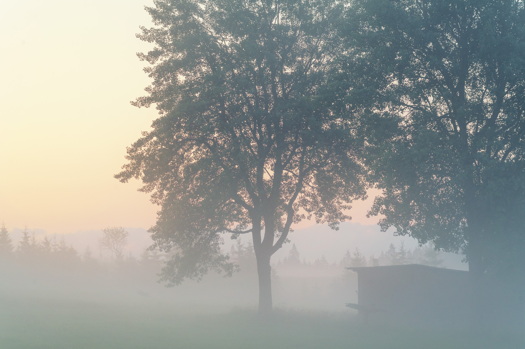 Arbre isolé dans la brume matinale sur un plateau de la région de Karlovy Vary