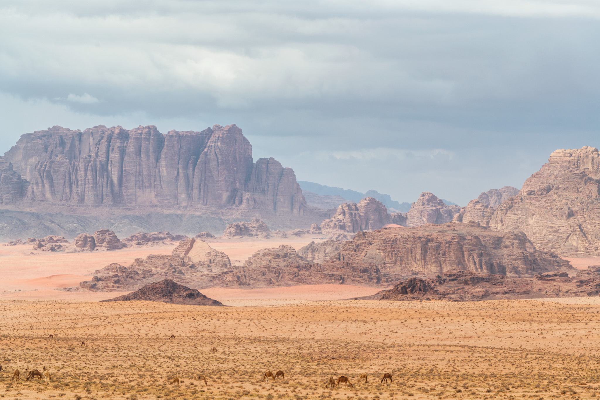 Dromadaires traversant la plaine désertique du Wadi Rum devant des massifs rocheux