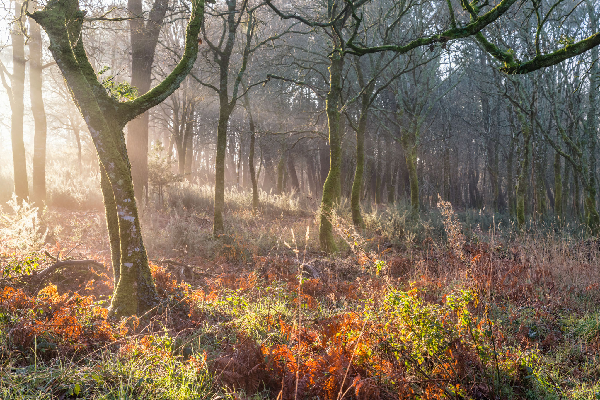 Lumière rasante traversant une forêt de Bretagne en hiver
