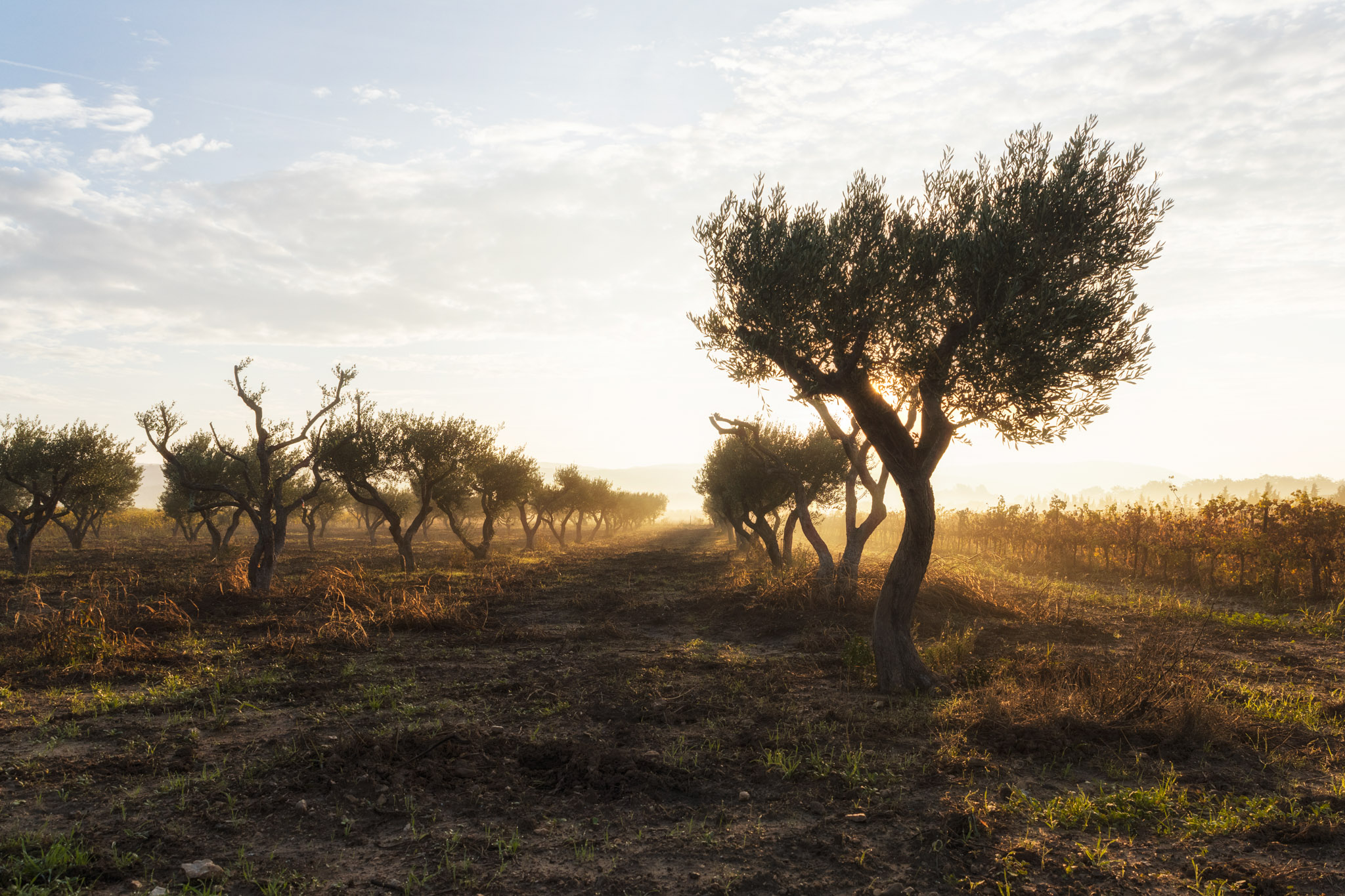 Oliviers et chemin au lever du jour lors d’une randonnée vers Avignon
