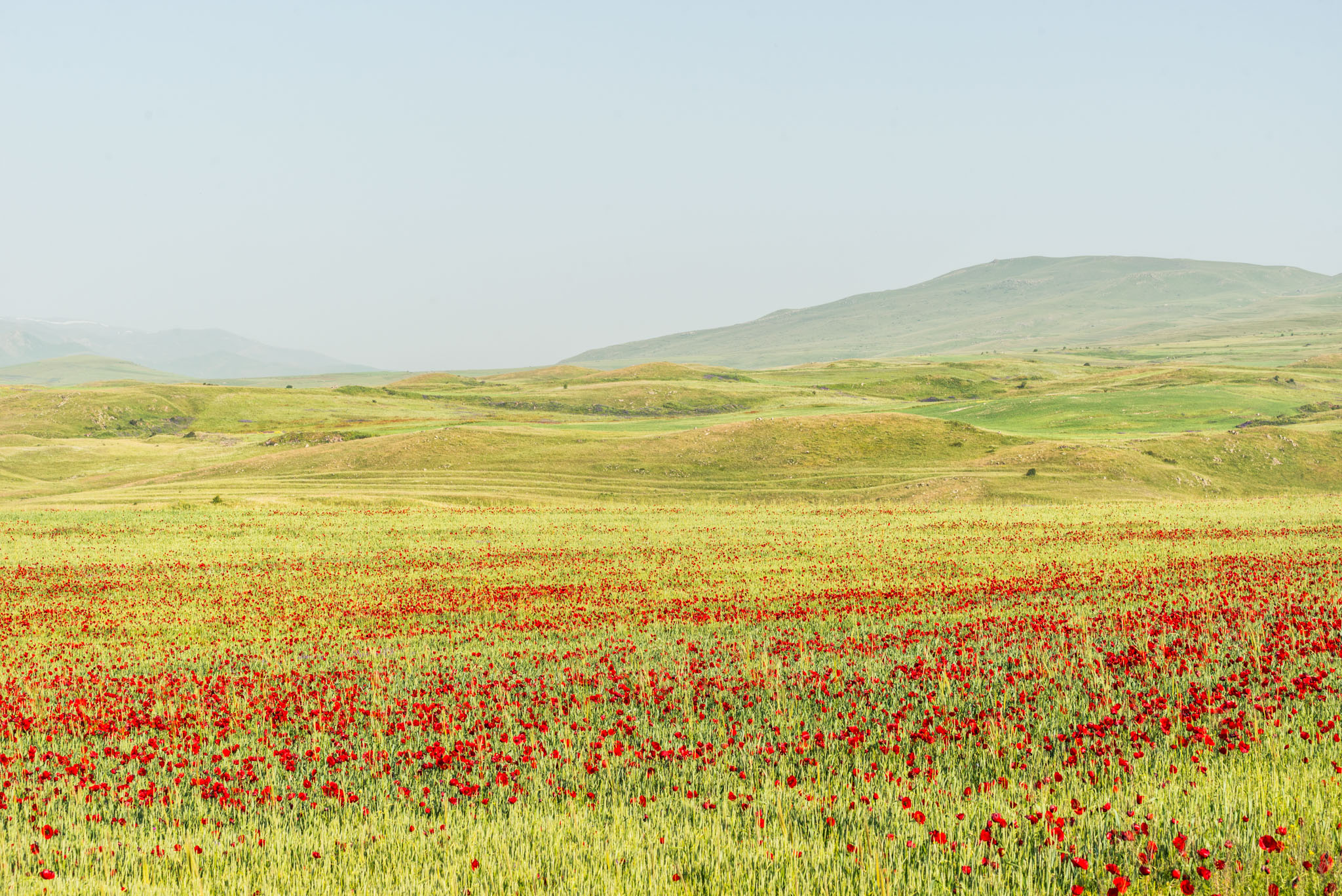 Champ de coquelicots sur un plateau verdoyant en direction du Haut-Karabagh