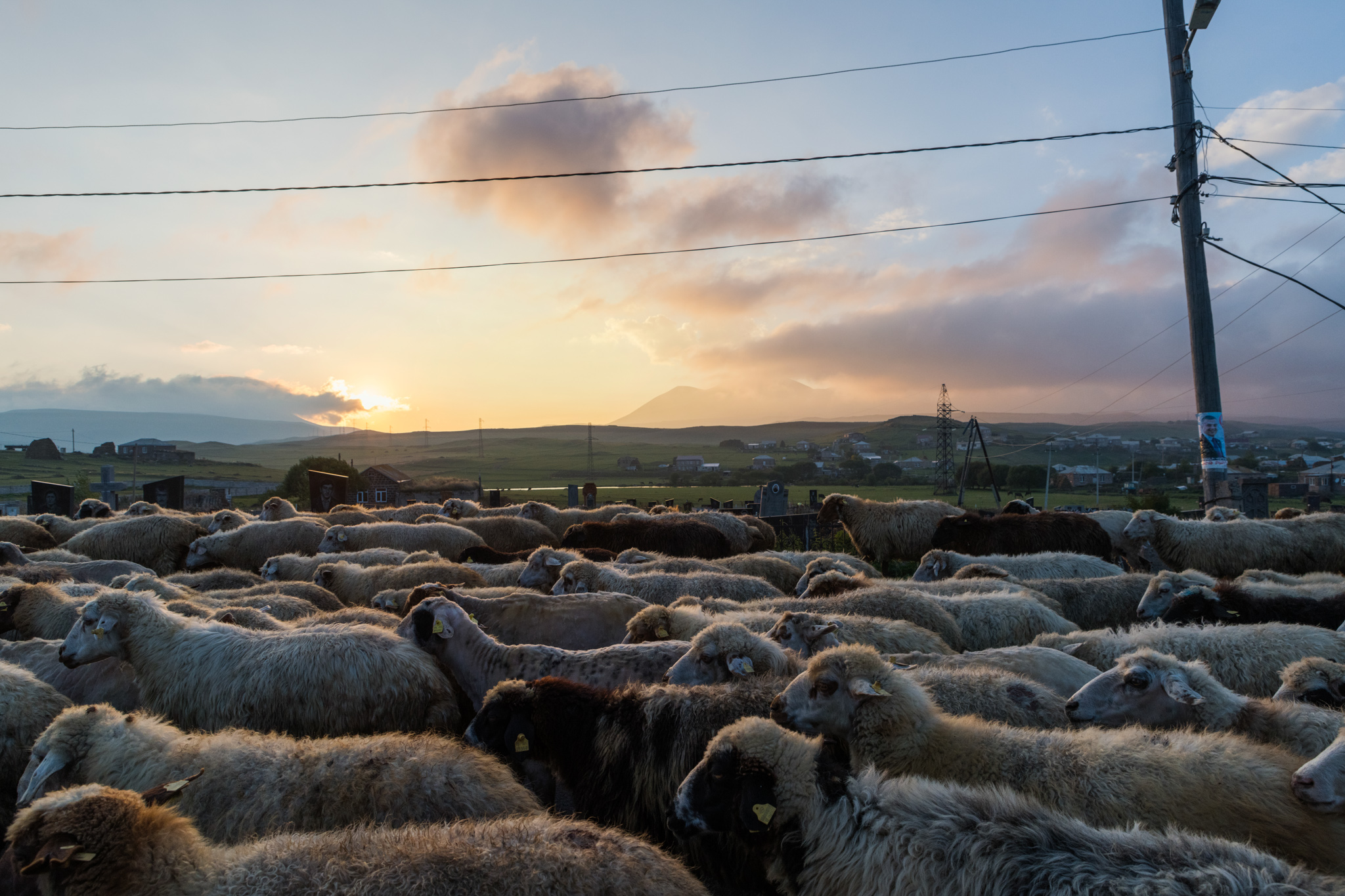 Troupeau de moutons sous un ciel instable sur les hauteurs de Tsalka
