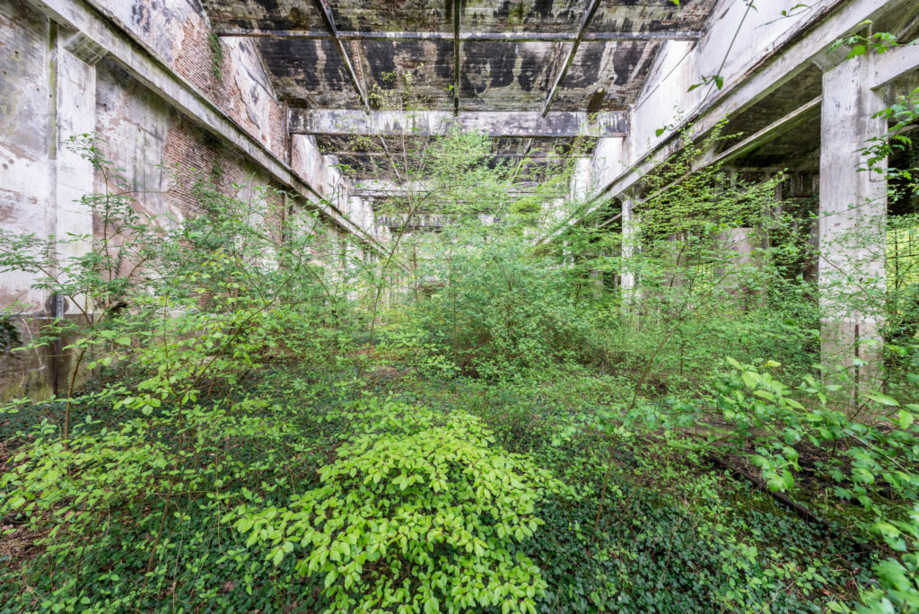 Ancien atelier ferroviaire sans toiture, dont les travées de béton sont entièrement envahies par les arbres.