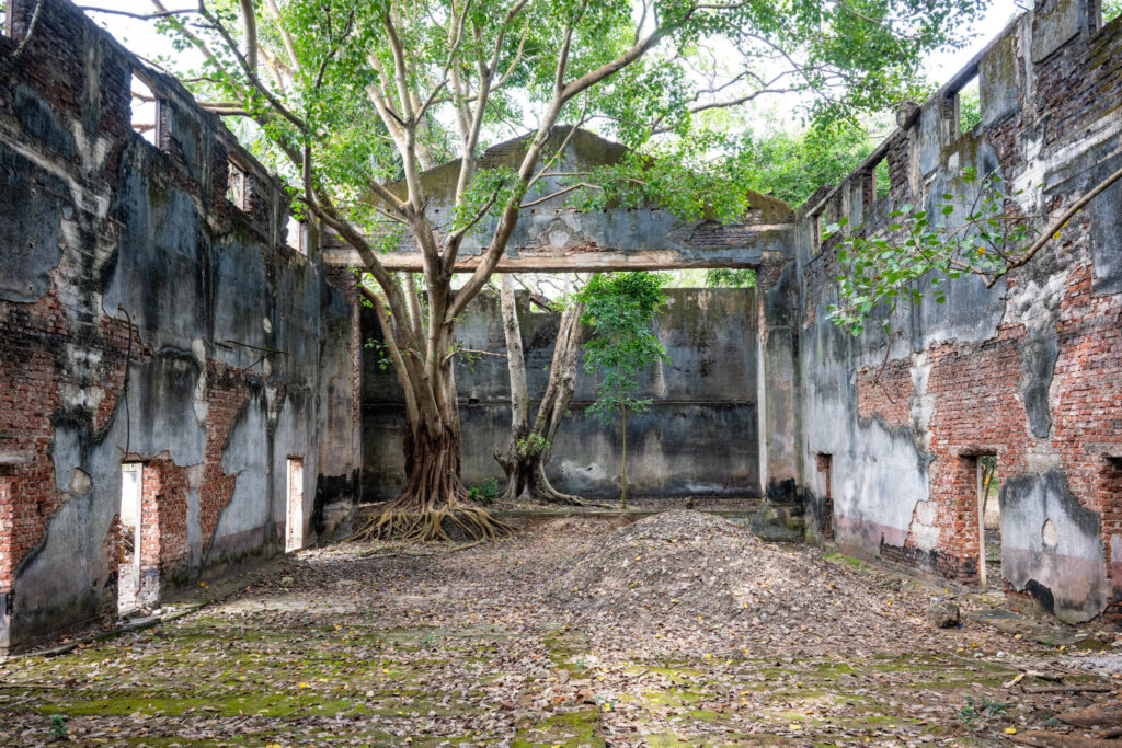 Ancien cinéma à ciel ouvert, aux murs dégradés, occupé par un grand arbre aux racines apparentes.