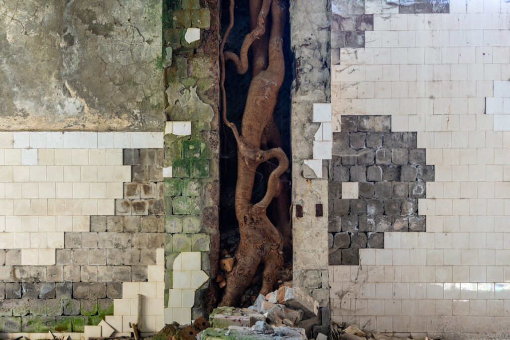 Racines d’un arbre traversant les anciennes canalisations d’une cuisine abandonnée près de la frontière russe, entre des murs carrelés