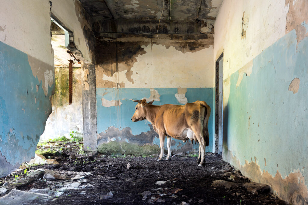 Vache à l’ombre dans le sous-sol ouvert d’une école abandonnée, au milieu de murs bleus écaillés et de gravats