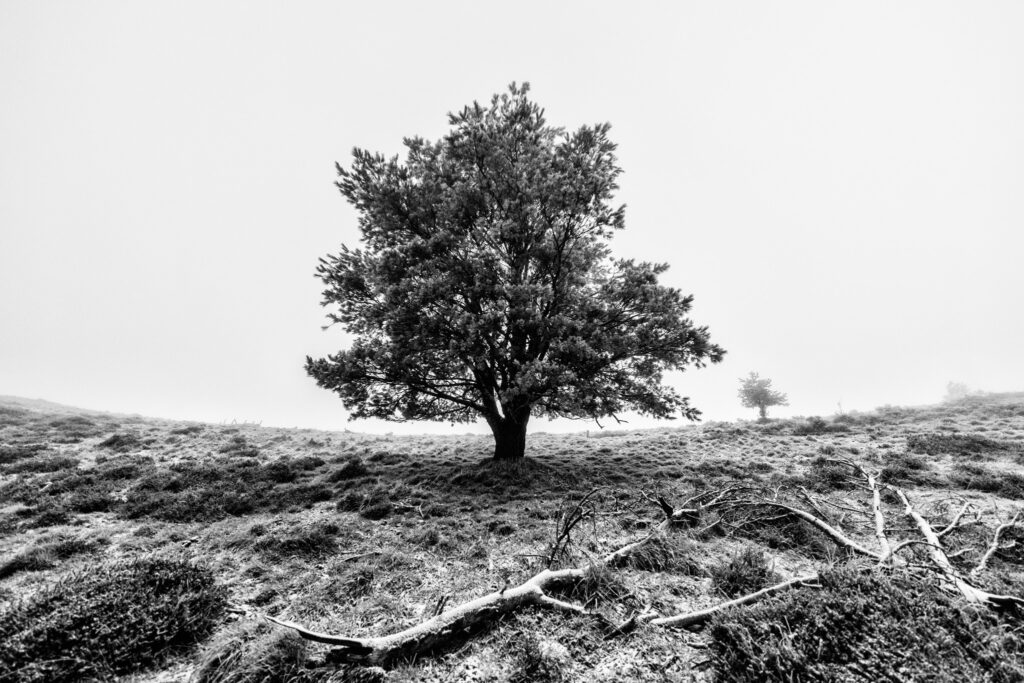 Arbre isolé au port large dans le paysage givré du puy Pariou