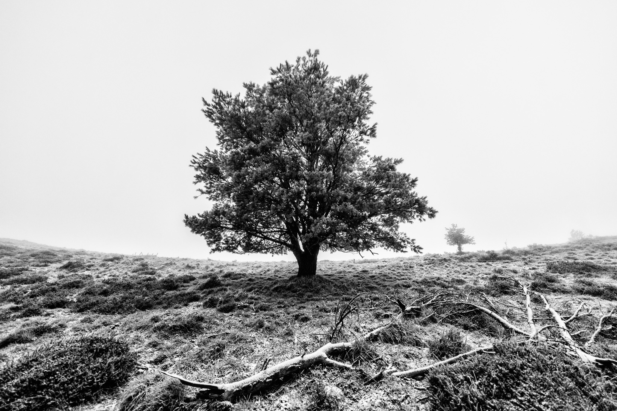 Arbre isolé au port large dans le paysage givré du puy Pariou