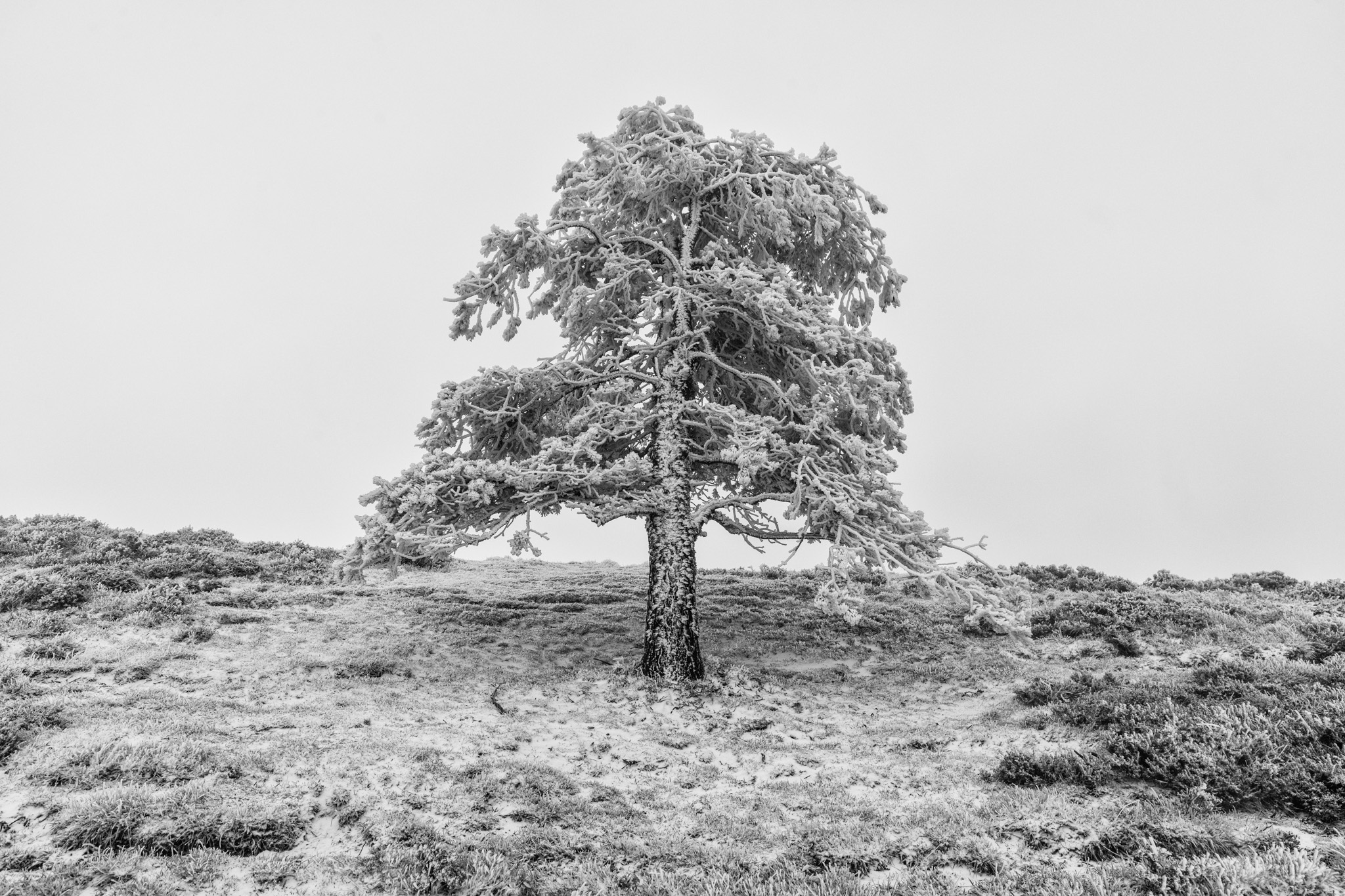 Arbre aux branches irrégulières entièrement couvertes de givre au puy Pariou