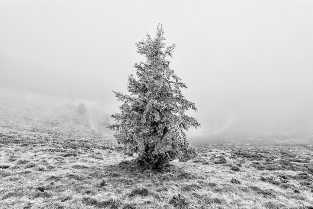 Conifère isolé couvert de givre dans la brume du puy Pariou
