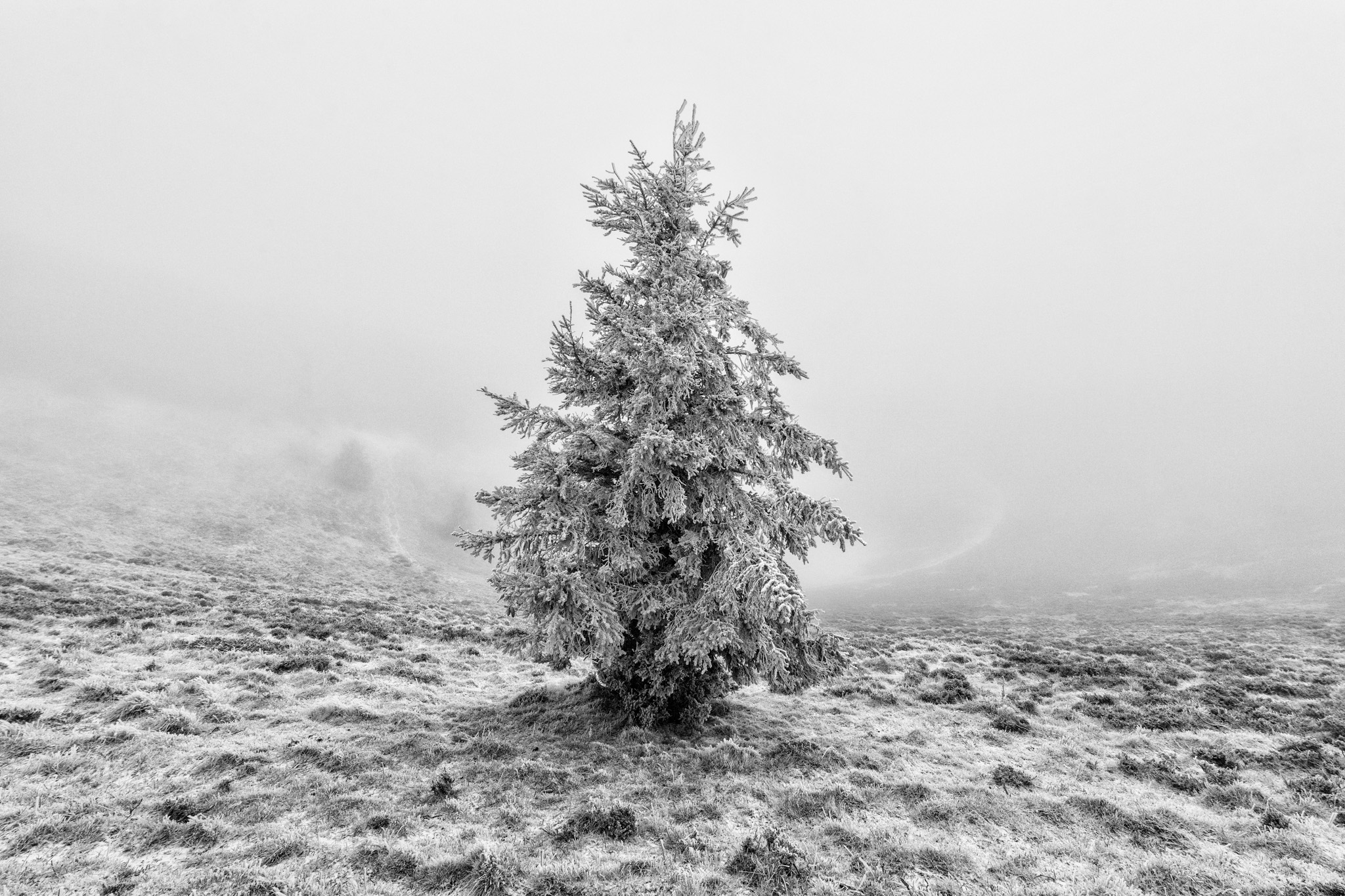 Conifère isolé couvert de givre dans la brume du puy Pariou