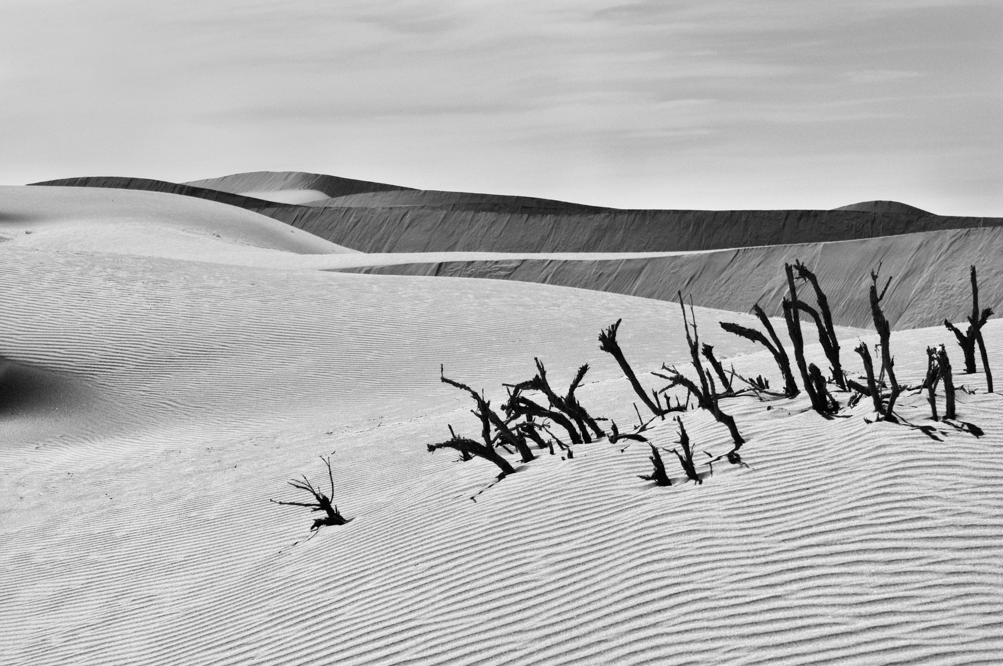 Branches de tamaris mortes sombres émergeant des dunes striées du Sahara marocain