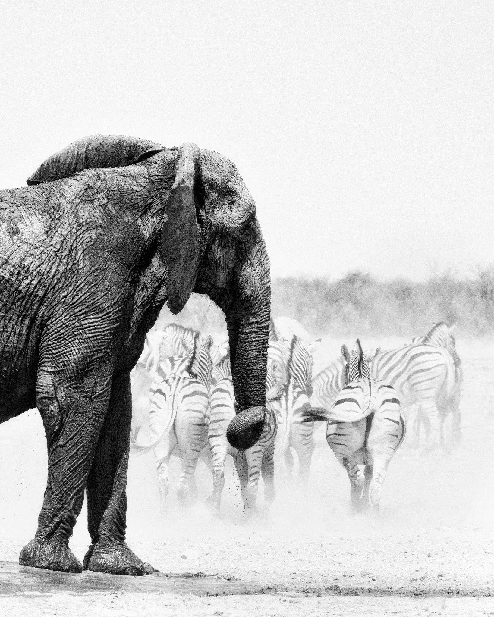 L’éléphant demeure immobile tandis que les zèbres s’éloignent du point d’eau, Namibie - 2021
