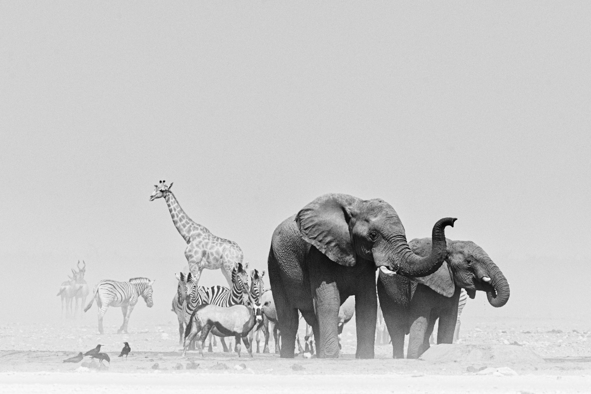 Deux éléphants entourés d'une girafe, de zebres et d'oryxs près d’un point d’eau à Etosha