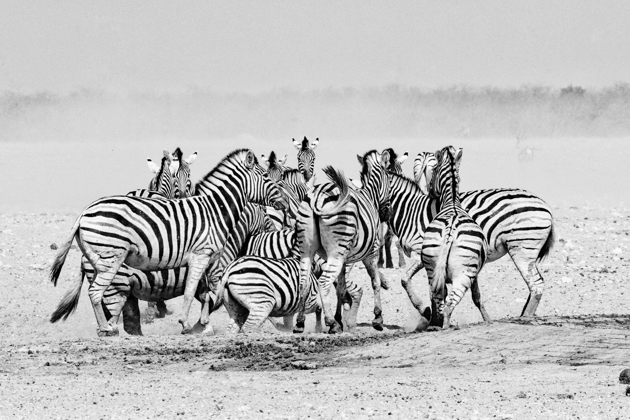 Groupe serré de zèbres rassemblés dans la plaine du parc d’Etosha