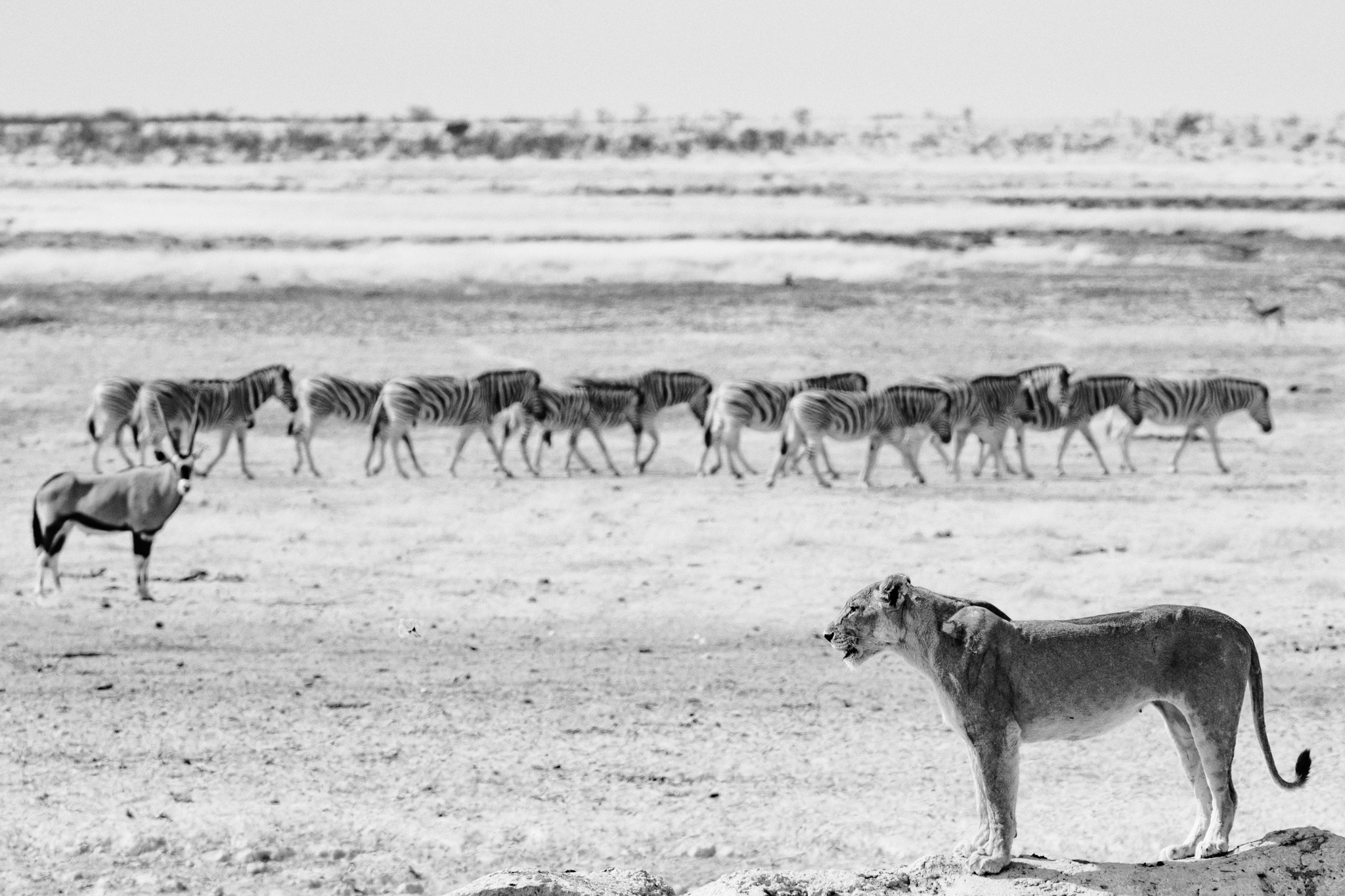 Lion isolé au premier plan face à un troupeau dans la plaine d’Etosha