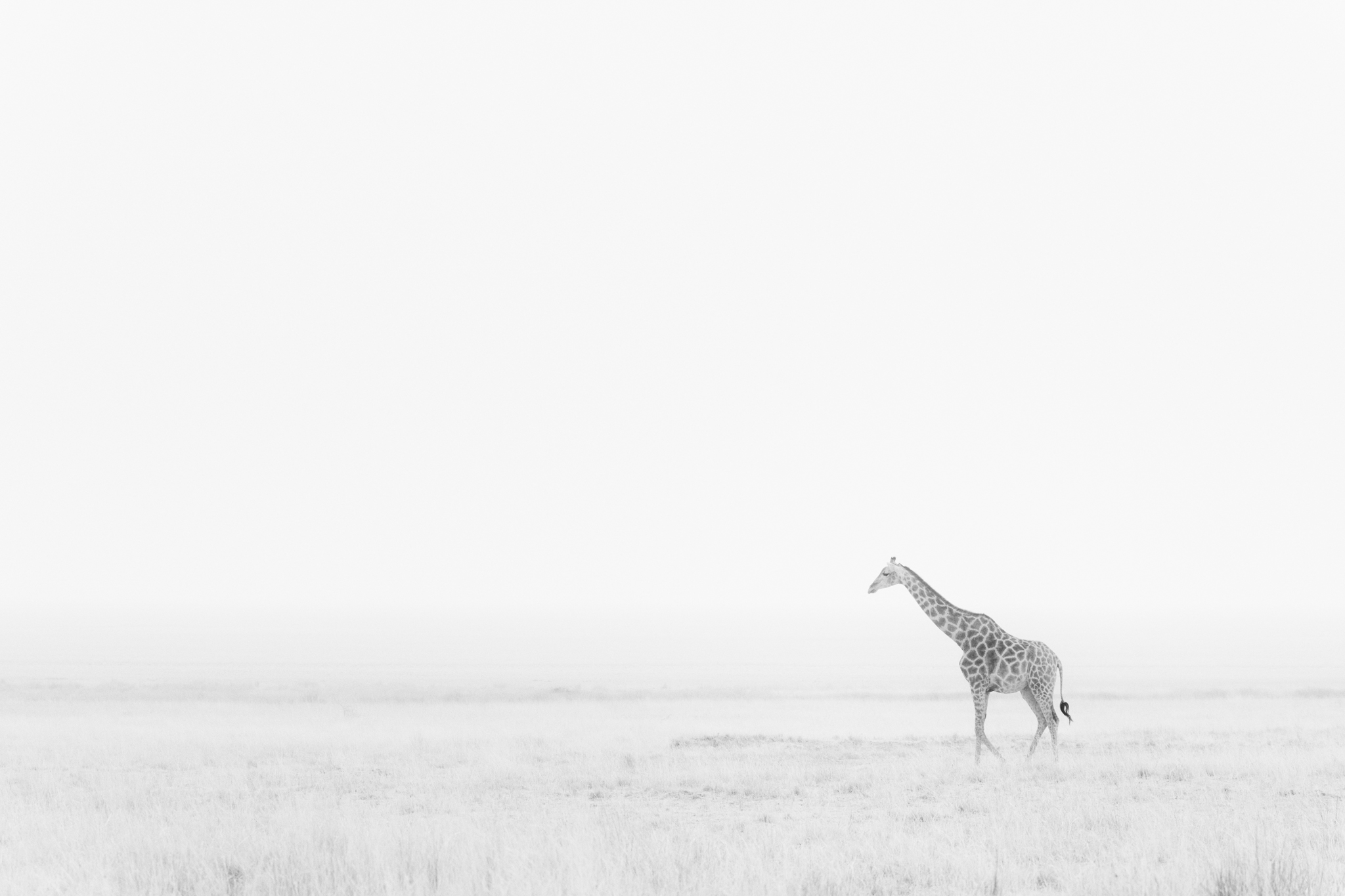 Petite silhouette d’une girafe isolée dans une plaine presque entièrement voilée par la fumée