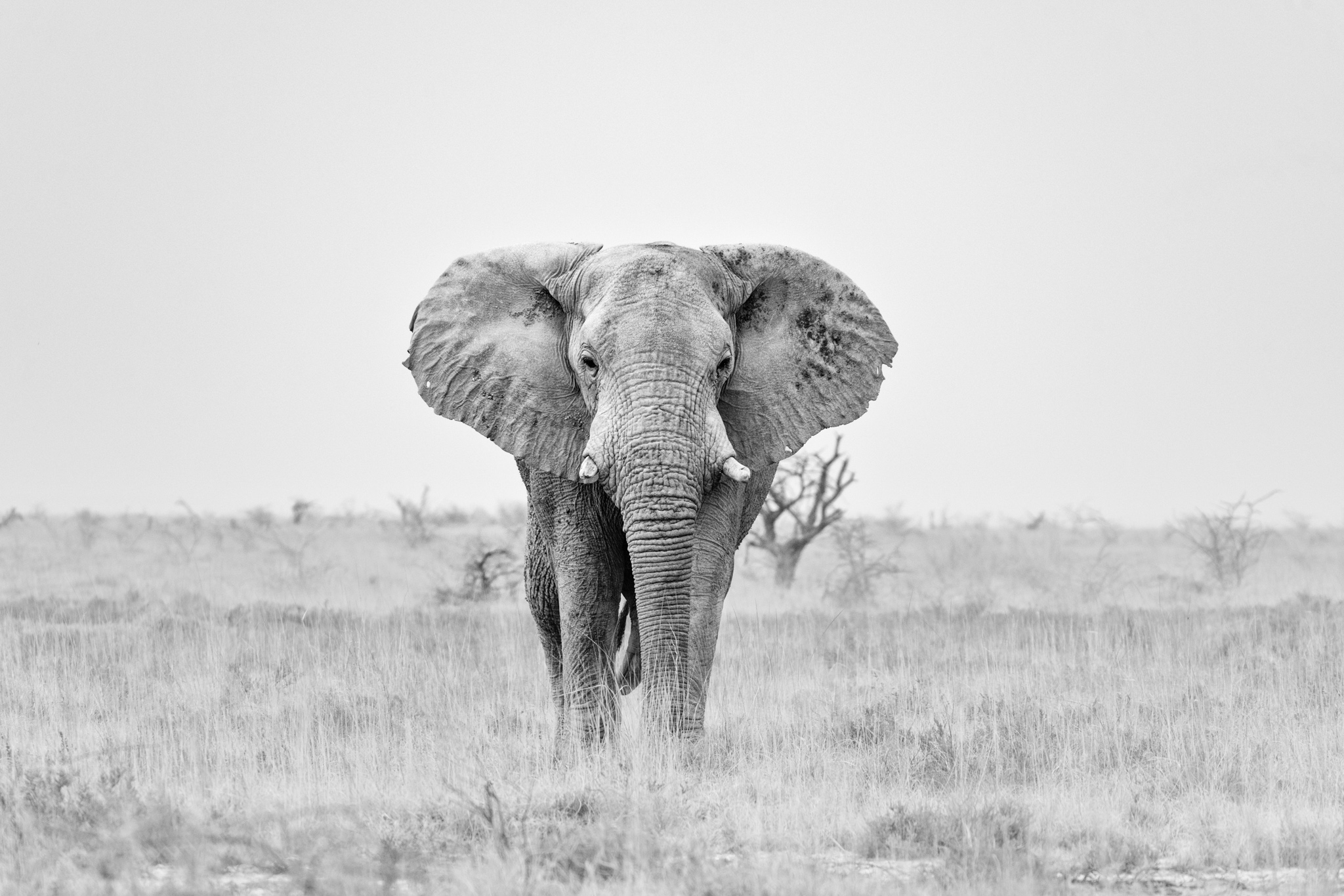 Éléphant solitaire vu de face dans une vaste plaine claire du parc d’Etosha