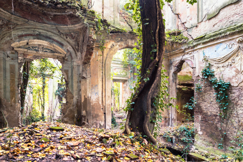 Tronc massif traversant l’intérieur d’une villa italienne en ruine avec murs décorés, moulures, lierre et sol couvert de feuilles