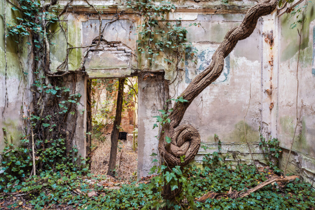 Grand arbre au tronc noueux poussant dans une villa italienne sans toiture, parmi des murs en ruine, des briques et des fragments de stuc