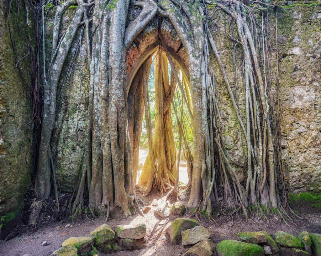 Entrée ogivale de la chapelle en fausse ruine des jardins de Monserrate à Sintra, entièrement encadrée par les racines d’un arbre