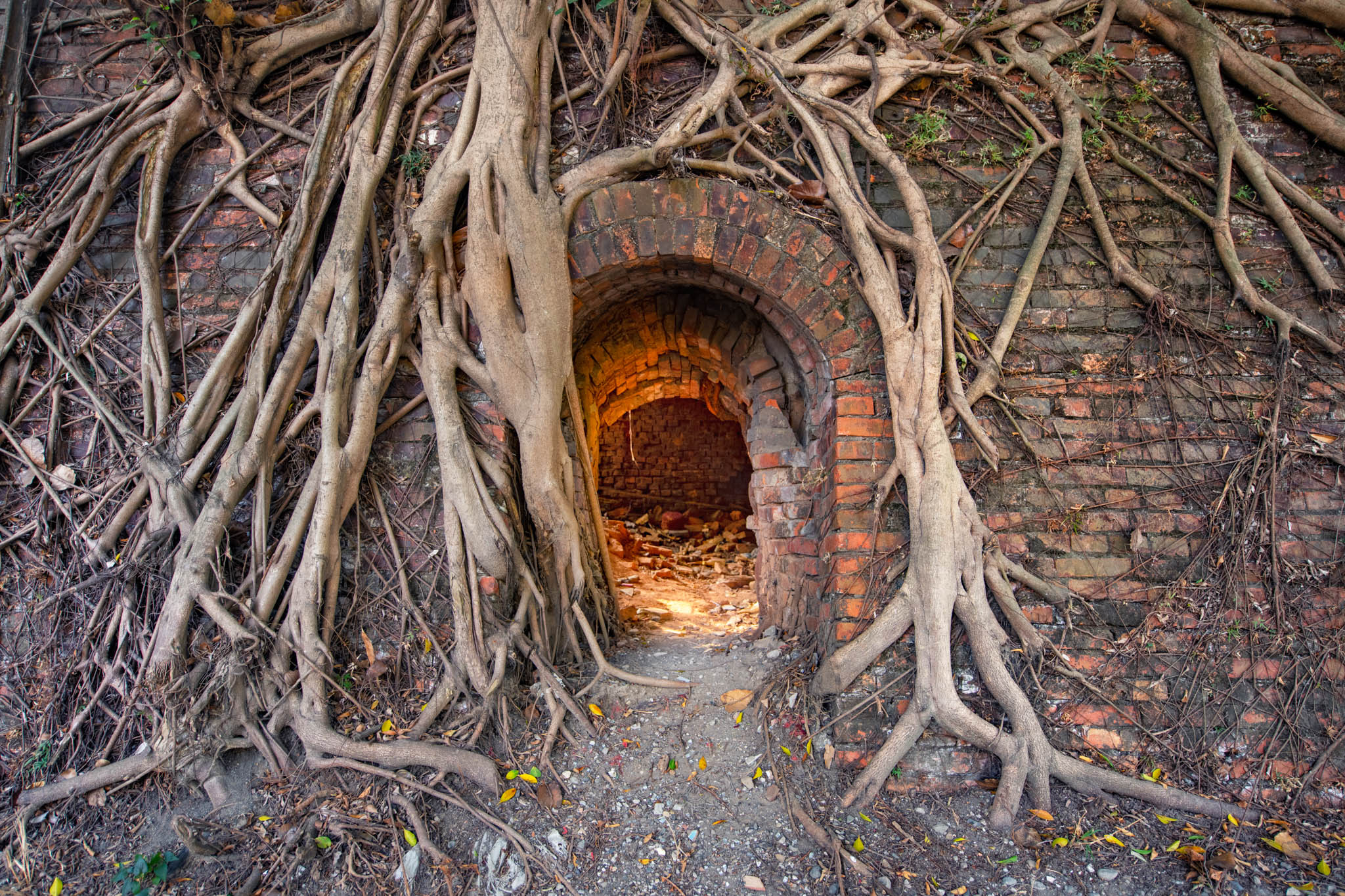 Ouverture en brique rouge d’un ancien four annulaire taïwanais presque entièrement enveloppée par les racines de ficus tropicaux