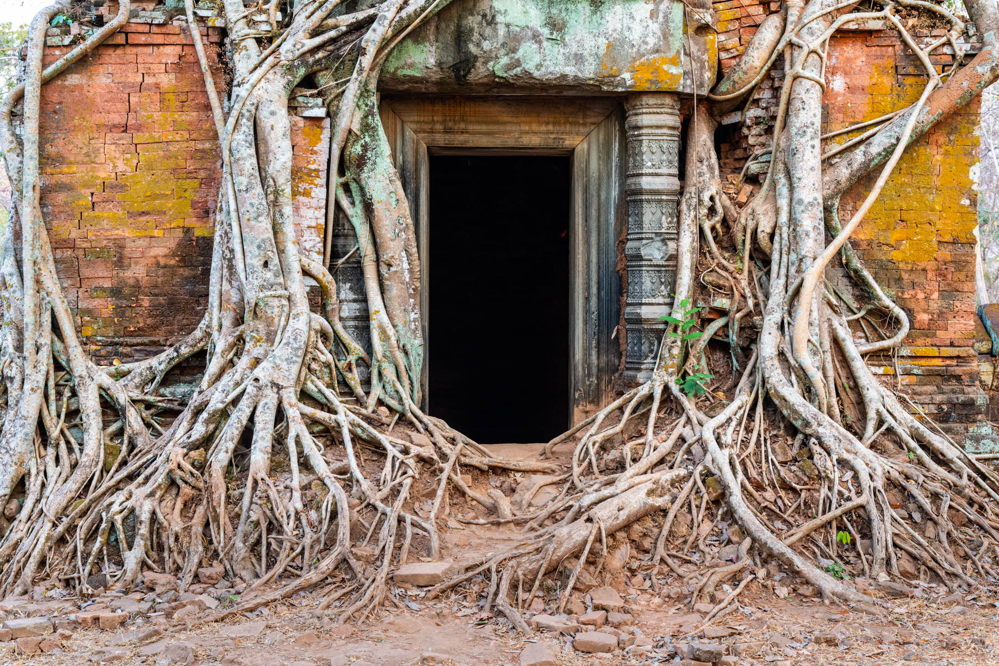 Racines d’un arbre tropical enveloppant l’entrée de l’une des cinq tours en brique du temple khmer de Prasat Pram à Koh Ker