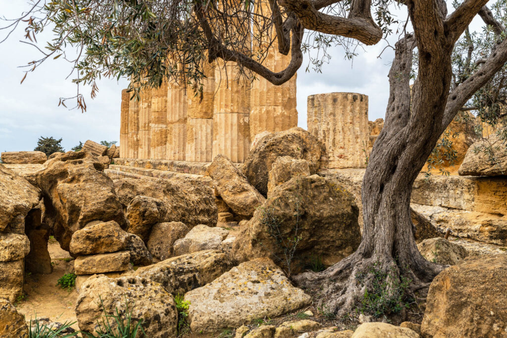 Colonnes doriques du temple grec d’Héraclès à Agrigente, construites en calcarenite locale parmi les blocs antiques et les oliviers